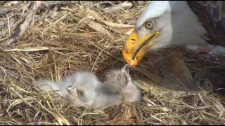 Decorah Eagles Great Feeding Mom D 4417 [upl. by Enelrahc]