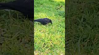 The third time I met this cute young crow quot Whitefoot juniorquot ❤️ crows birds lightlanguage [upl. by Kluge76]