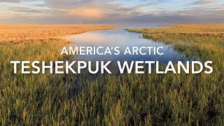 AMERICAS ARCTIC  TESHEKPUK WETLANDS [upl. by Silvana]