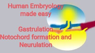 Human Embryology made easy Gastrulation notochord formation and neurulation [upl. by Fortunia]