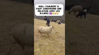 Voilà comment il faut qu’on construire une relation avec les béliers ♈️🤣🤣🤣 [upl. by Eniroc]