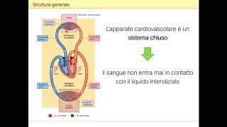 Apparato cardiocircolatorio cuore e circolazione [upl. by Anura]