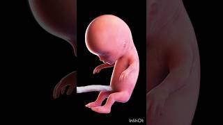 Human fetus 3d Animation biology 3dAnimationofhumanfetusembryodevelopmentshortembryogenesis [upl. by Lapointe445]