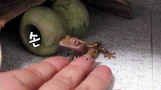 Crested Gecko Lizard Eating Bugs and Giving Hand [upl. by Hselin]