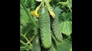 Increase pickling cucumber production significantly [upl. by Nahtnaoj948]