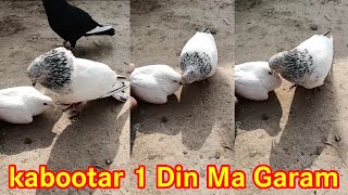 Nar Kabootar ko 1 Din ma garam karne ka Tarika Part 2 [upl. by Destinee]