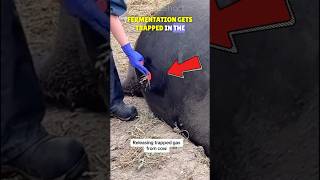 Bloat in Animals🐄  What is Tympanism🔎 [upl. by Atiuqahs745]