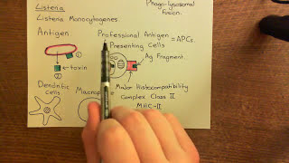 The Adaptive Immune Response and Immunosuppressants Part 2 [upl. by Hough]