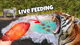 FEEDING LIVE FISH to TIGERS  Do BIG CATS Like Fish [upl. by Hong299]