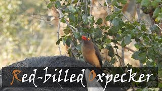 Redbilled Oxpecker Buphagus erythrorhynchus Bird Call  Stories Of The Kruger [upl. by Ahsrat]