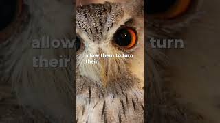 Did you know that owls can rotate their heads up to 270 degrees animals owl shorts [upl. by Ziul]