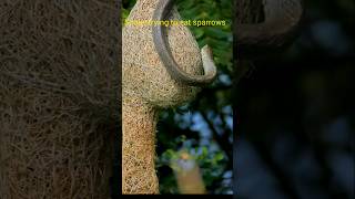 Snake attack sparrows nest animals snake snakevideo snakes weavers shorts shortsvideo funny [upl. by Nna]