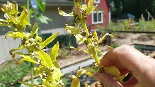 The Simple Way to Grow Spinach without Seeds [upl. by Esmaria321]