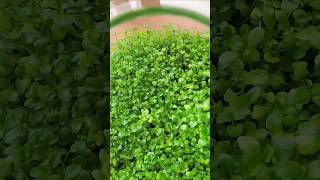 Aquarium plant ☘️☘️petfishlover fishaquarium fish aquariumpets aquarium fishbowl fishing [upl. by Rosene]