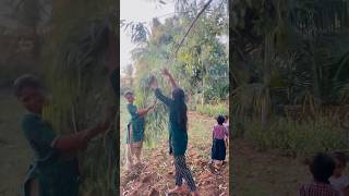 Eucalyptus leaves kidachiruchu shortvideo manuwithkowc shorts short video videos viralvideo [upl. by Armilda232]