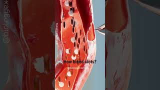 How Blood Clots Animation biology [upl. by Fredi]