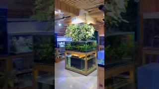 Pune Aquarium Gallery 300 Exotic Fish amp Amazing Offers Await  Top Aquarium Gallery in Pune fish [upl. by Nnylaj]