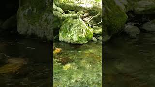 Natures Song Brook Ambience [upl. by Helas]