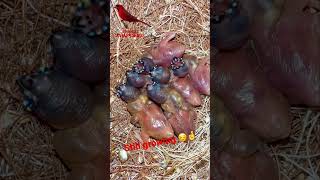 Gouldian Finch Chicks in Nest  5 days old  Bird Sounds bird birds finch [upl. by Ellehcram178]