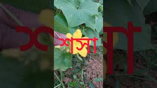 শসাCucumis sativusFamilyCucurbitaceae plants botanical শসা Cucumis sativus lifecraftiqbal [upl. by Aerdua]