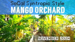 Future Thriving Mango Orchard in SoCal Watch This Syntropic Style Permaculture Food Forest Tour Now [upl. by Rivkah859]