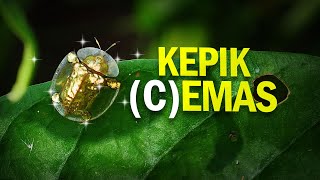 Kepik Emas pada Kemana Mas AlamSemenit [upl. by Onimod]