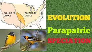 Evolution  Parapatric Speciation [upl. by Furiya203]