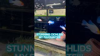 Stunning cichlids fish aquarium fishtank cichlid plantedtank aquascape aquariumfish ytshort [upl. by Rooke953]