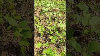 viralvideo nature bengan farming villagelife begun bengan began ki kheti subscribe best [upl. by Namilus]