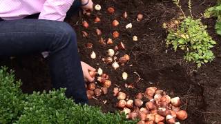 The Best Method for Planting Tulip Bulbs [upl. by Verna710]