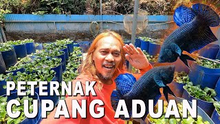 PETERNAK IKAN CUPANG ADUAN DI JATIASIH BEKASI [upl. by Kcirdes]