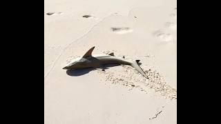 Gjikos shark abuse video [upl. by Cressy]