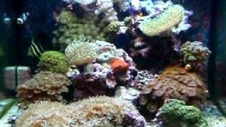 28 gallon nano cube cfquad reef tank with tangs fish [upl. by Enitsyrk666]