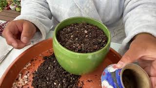 Succulent talk Cotyledon Tomentosa Bears Paw repotting [upl. by Nosidam168]