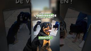 Améliorez lOBÉISSANCE de votre chien [upl. by Garretson]