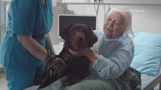 Dogs helping hospice patients [upl. by Lladnor445]