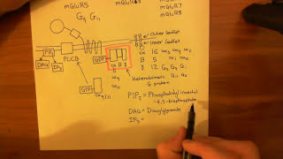 Metabotropic Glutamate Receptors Part 2 [upl. by Mccreary]