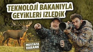 TEKNOLOJİ BAKANIYLA VAHŞİ DOĞADA DEVASA KIZIL GEYİKLERİ GÖZLEMLEDİM w varank [upl. by Adiam819]