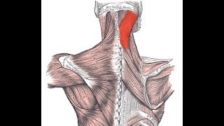 Exercise for the splenius capitis muscle [upl. by Yeltnarb]