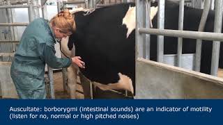 Abdominal examination in ruminants [upl. by Faun]