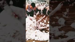 SHAVING THE SHEEP 🐑 AWESOME shortvideo viral healthysheep asmr [upl. by Onilegna]