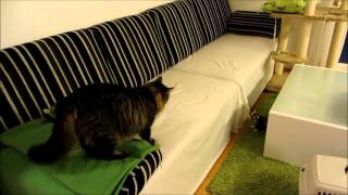 Un furet samuse avec le chat de la maison [upl. by Dagmar]