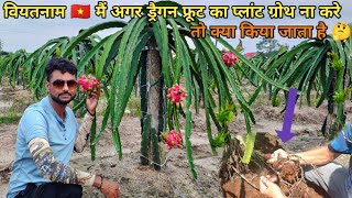 How to Restart the Growth of Dragon Fruit plants dragonfruit pitaya [upl. by Illil]