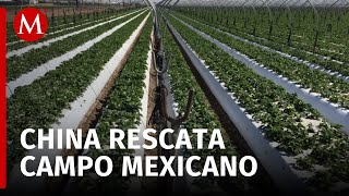 Cultivos en Tehuacán y Tecamachalco benefician a empresarios de China [upl. by Ivzt]