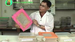 How to Mass Produce Trichogramma for Natural Pest Control [upl. by Hope]