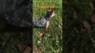 Out for Morning Walk yorkie yorkiesofyoutube walk morningwalk dogshorts fypviral fyp shorts [upl. by Masterson]