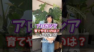 育てやすい仕立ては？いろいろな育て方・アロカシア Alocasia 観葉植物 houseplant アロカシア 植物のある暮らし plants [upl. by Nojed]