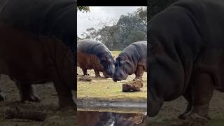 Dangerous Hippocrates Please follow me for wildlife videos hippo dangero wildlifesafari animal [upl. by Gnok266]