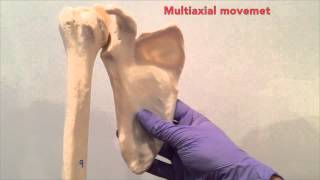 The Glenohumeral Joint [upl. by Rasure]