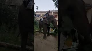 elephant ride bangladesh moulovibazar chilling vibes [upl. by Aihsital]